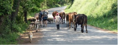 camino5
